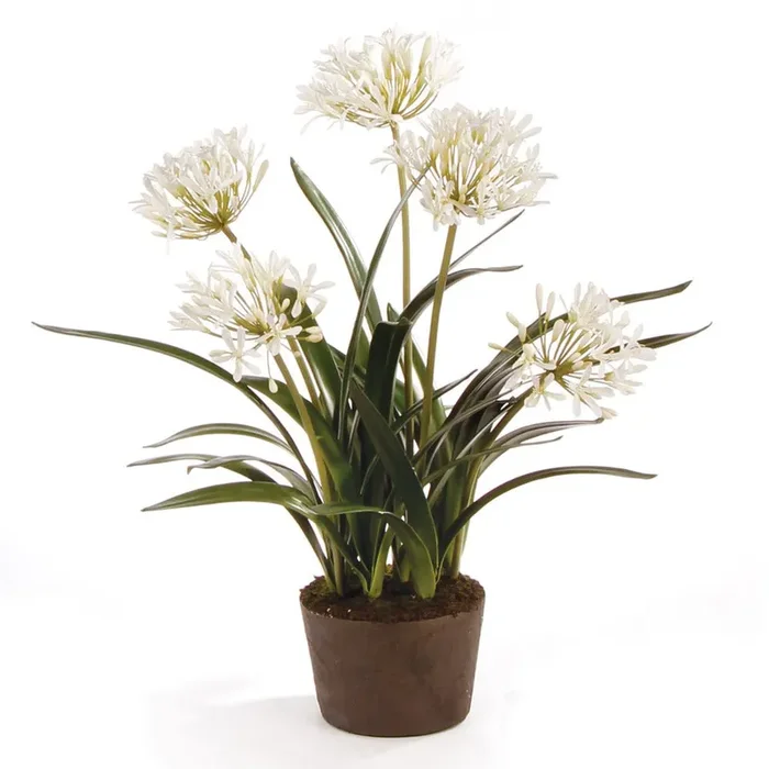 Agapanthus Drop-In Floral Arrangement 29″